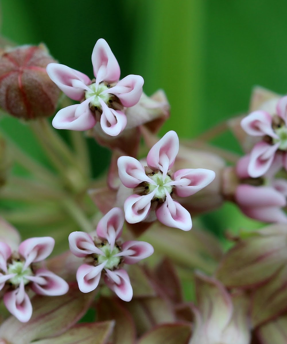 Common Milkweed