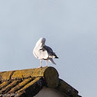 Herring Gull