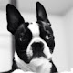 Boston Terrier Themes & New Tab