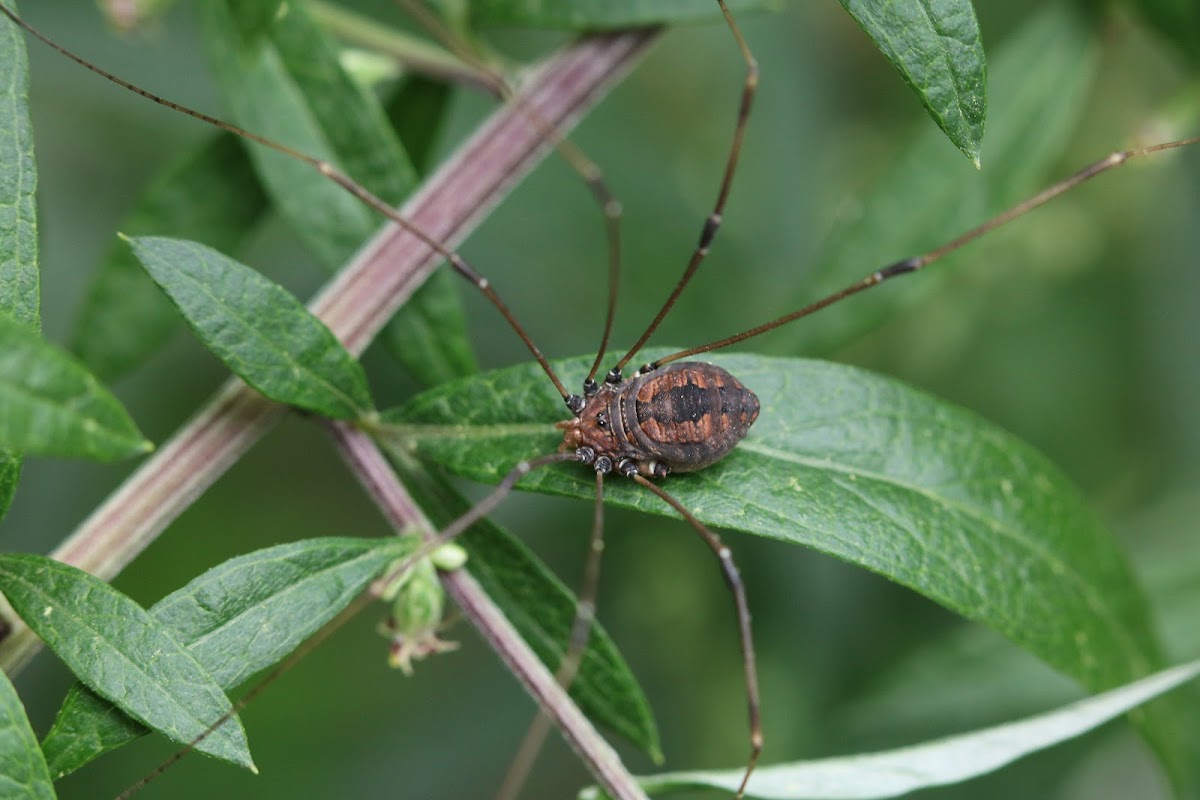 Striped Harvestman