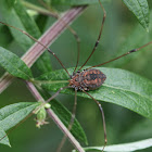 Striped Harvestman