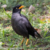 Javan Myna