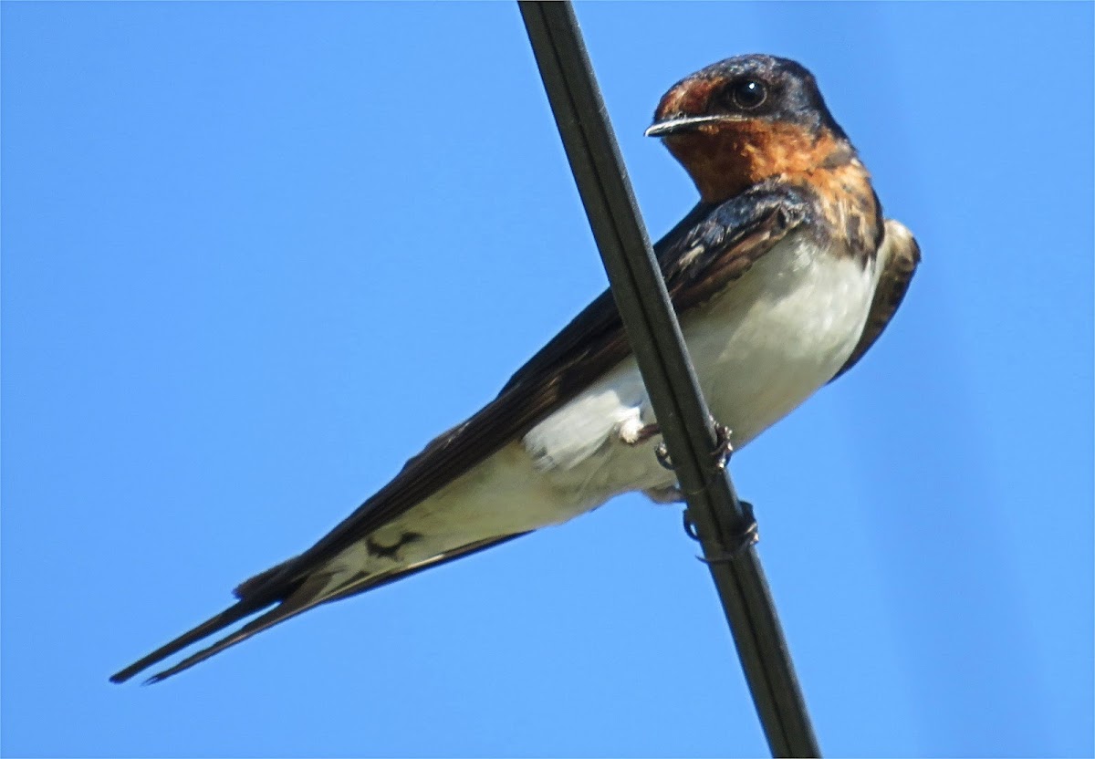 Barn Swallow