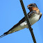 Barn Swallow