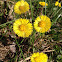 Coltsfoot