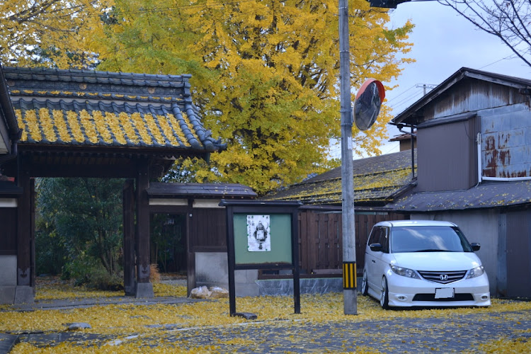 エリシオンのイチョウ・日本の風景・11月にエントリーします・一眼に関するカスタム事例の投稿画像4枚目