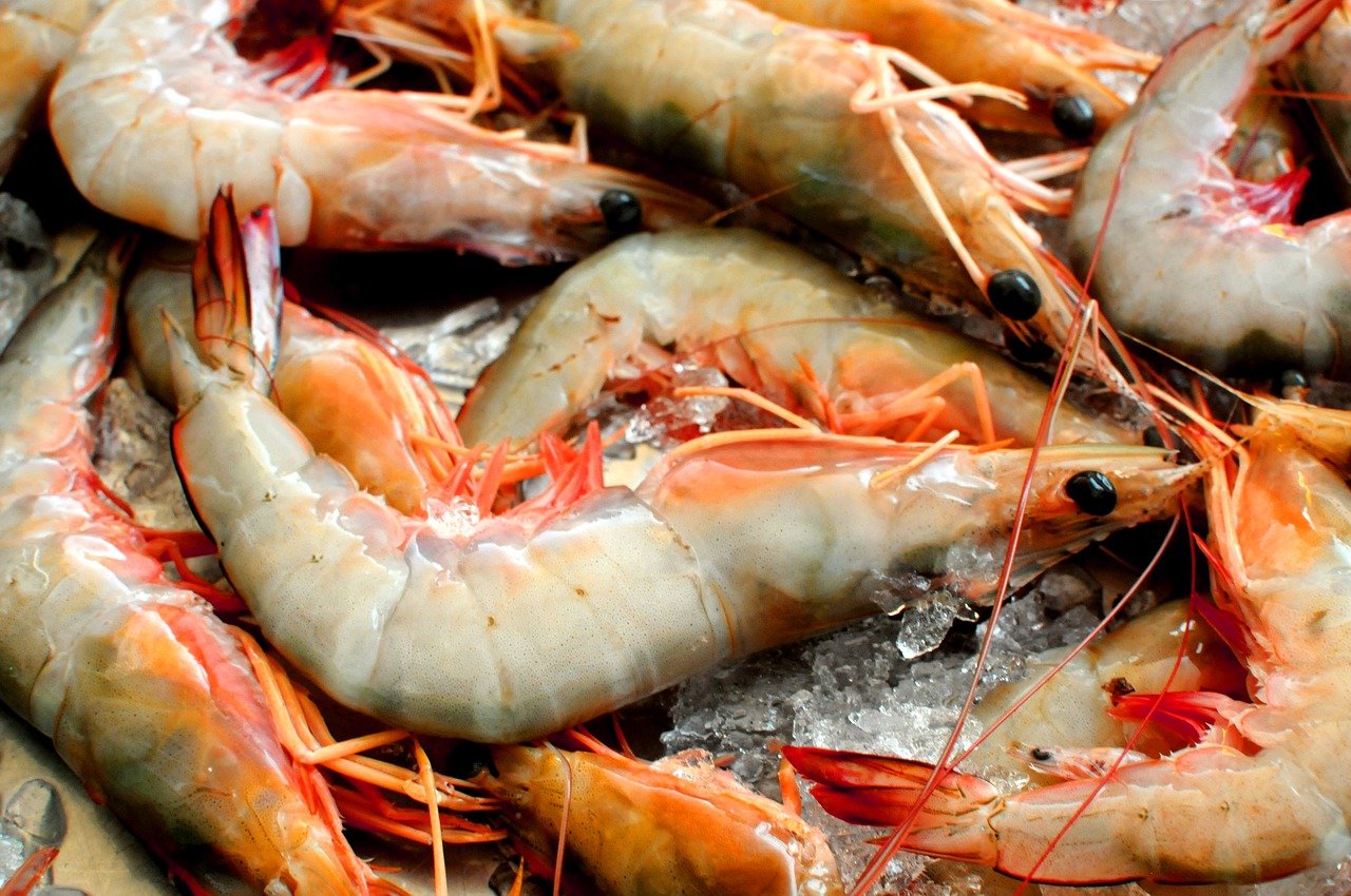 seafood shrimp