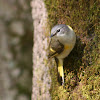 American Redstart, female