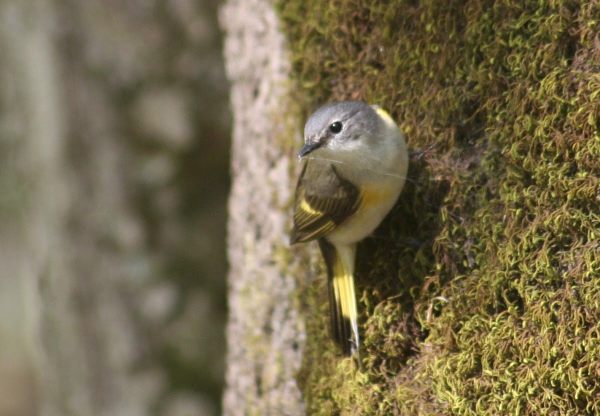 American Redstart, female