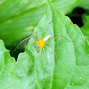 Lynx Spider