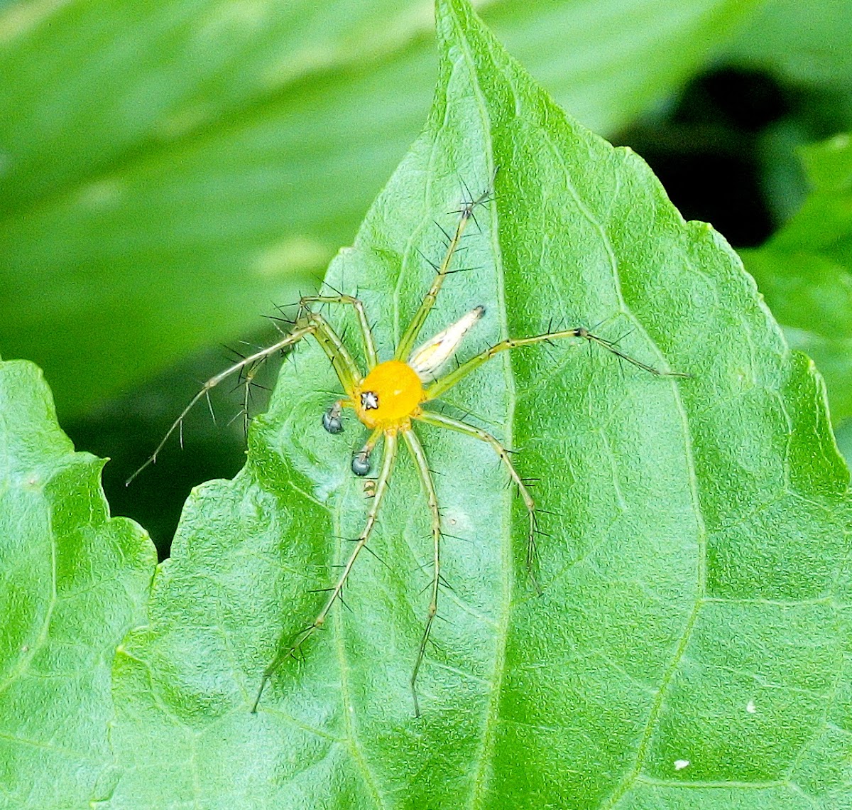 Lynx Spider