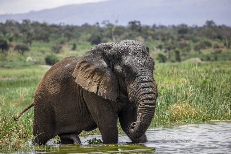 Large mature bull elephant. Picture: 123RF/ELENA ROLAND OBERMEIER