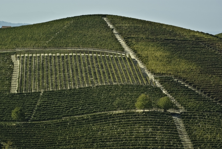 Le colline di barbaresco di Tiziana Detoni