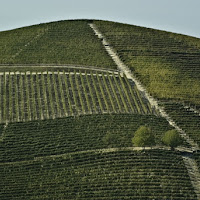 Le colline di barbaresco di 