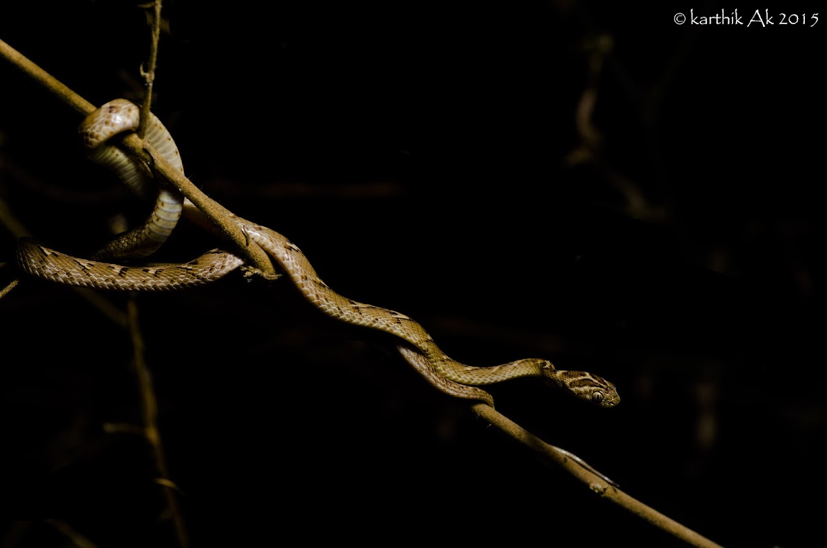 Common Cat eyed snake