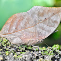 Orange Oakleaf / Dead Leaf