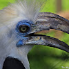 White-crowned Hornbill