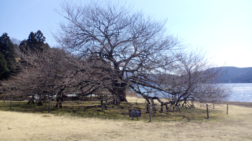 湖畔の一本桜