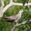 Eurasian Collard Dove