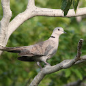 Eurasian Collard Dove