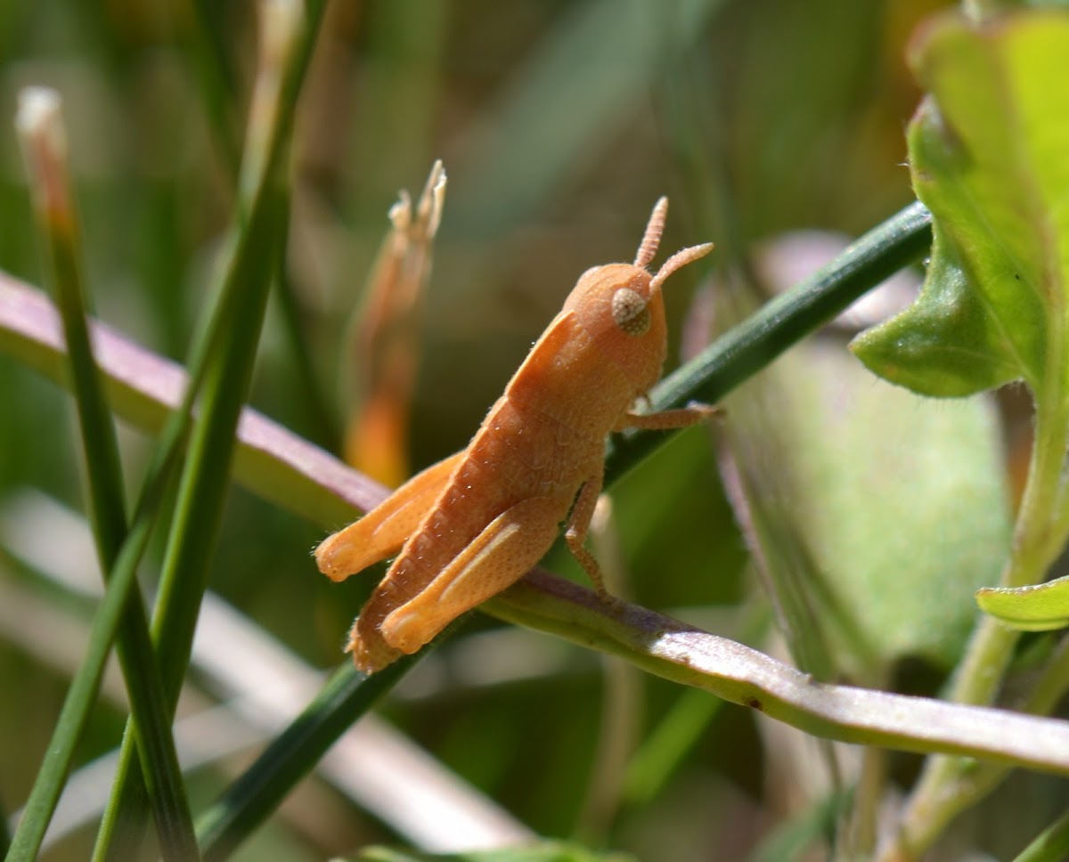 Northern Green-striped Grasshopper -nymph