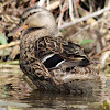 Mallard Duck (Female)