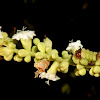 Lycaenidae caterpillar