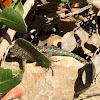 Coast Range fence lizard