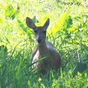 White-tailed Deer