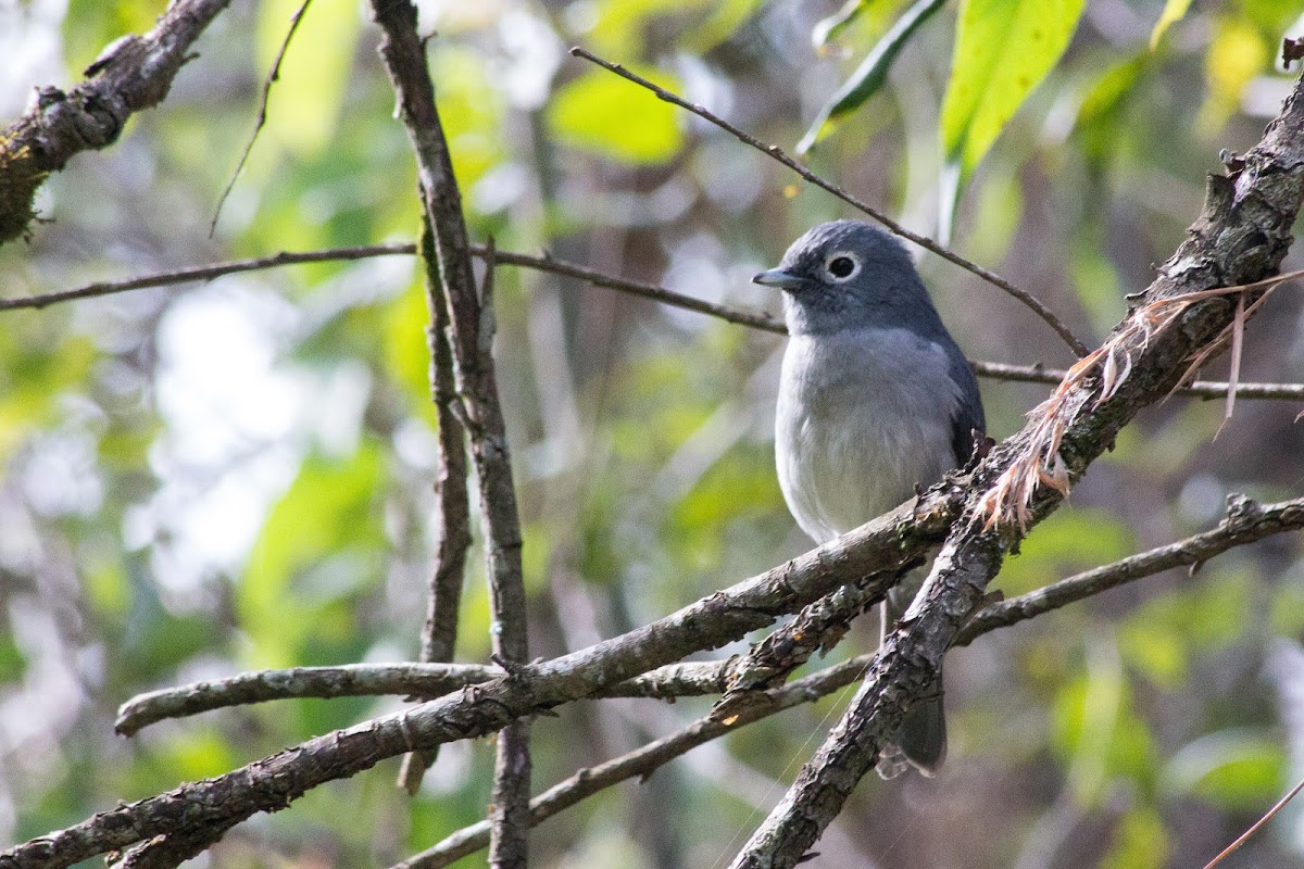 White-eyed slaty flycatcher