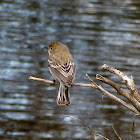 Yellow Rumped Warbler