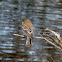 Yellow Rumped Warbler