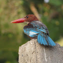 White-throated kingfisher