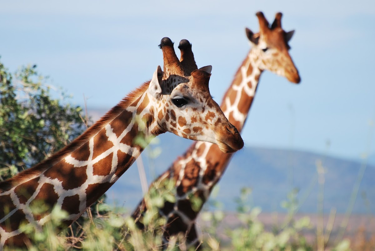 Reticulated Giraffe