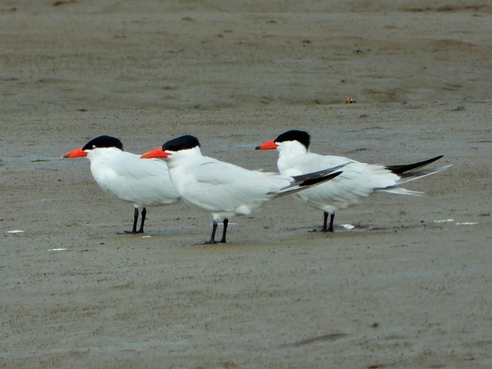 Caspian tern