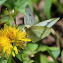 Cabbage White Butterfly