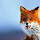 Fox Wallpapers and New Tab