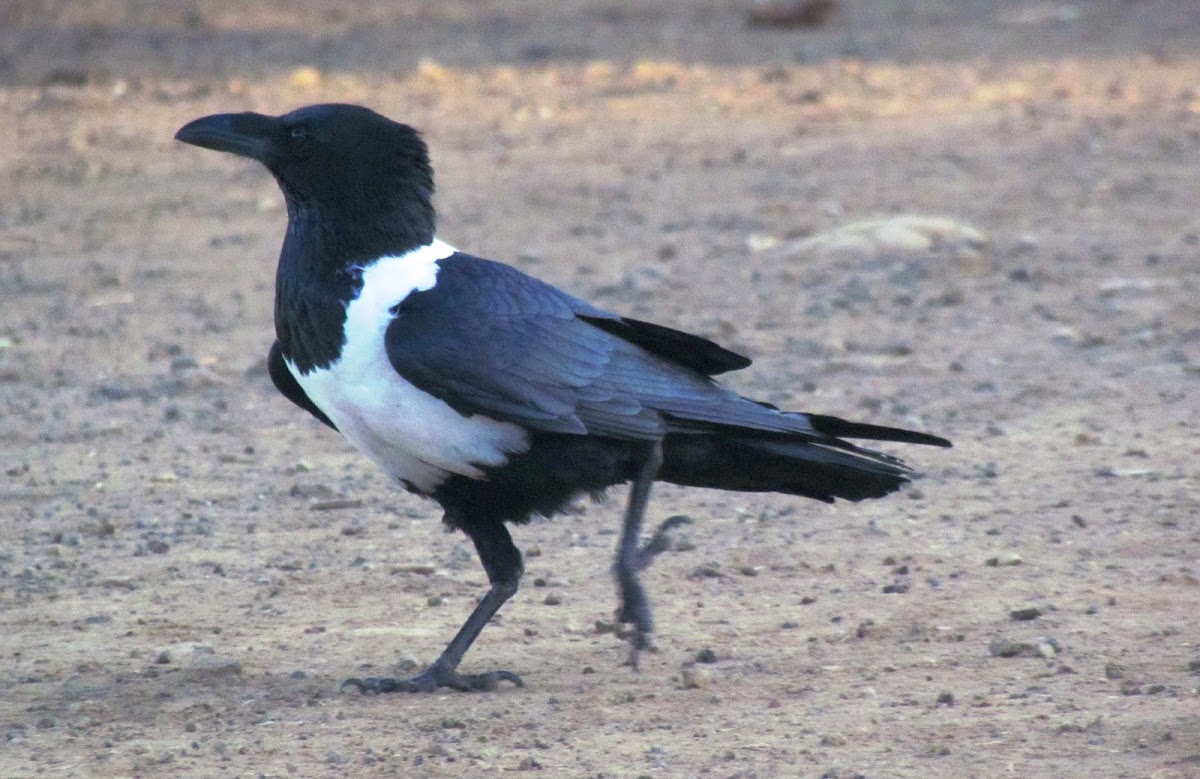 Pied crow