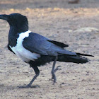 Pied crow