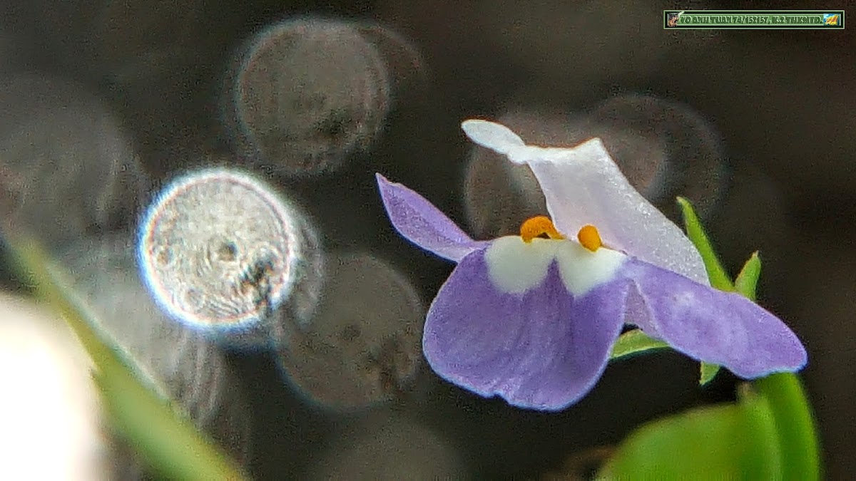 Sparrow False Pimpernel