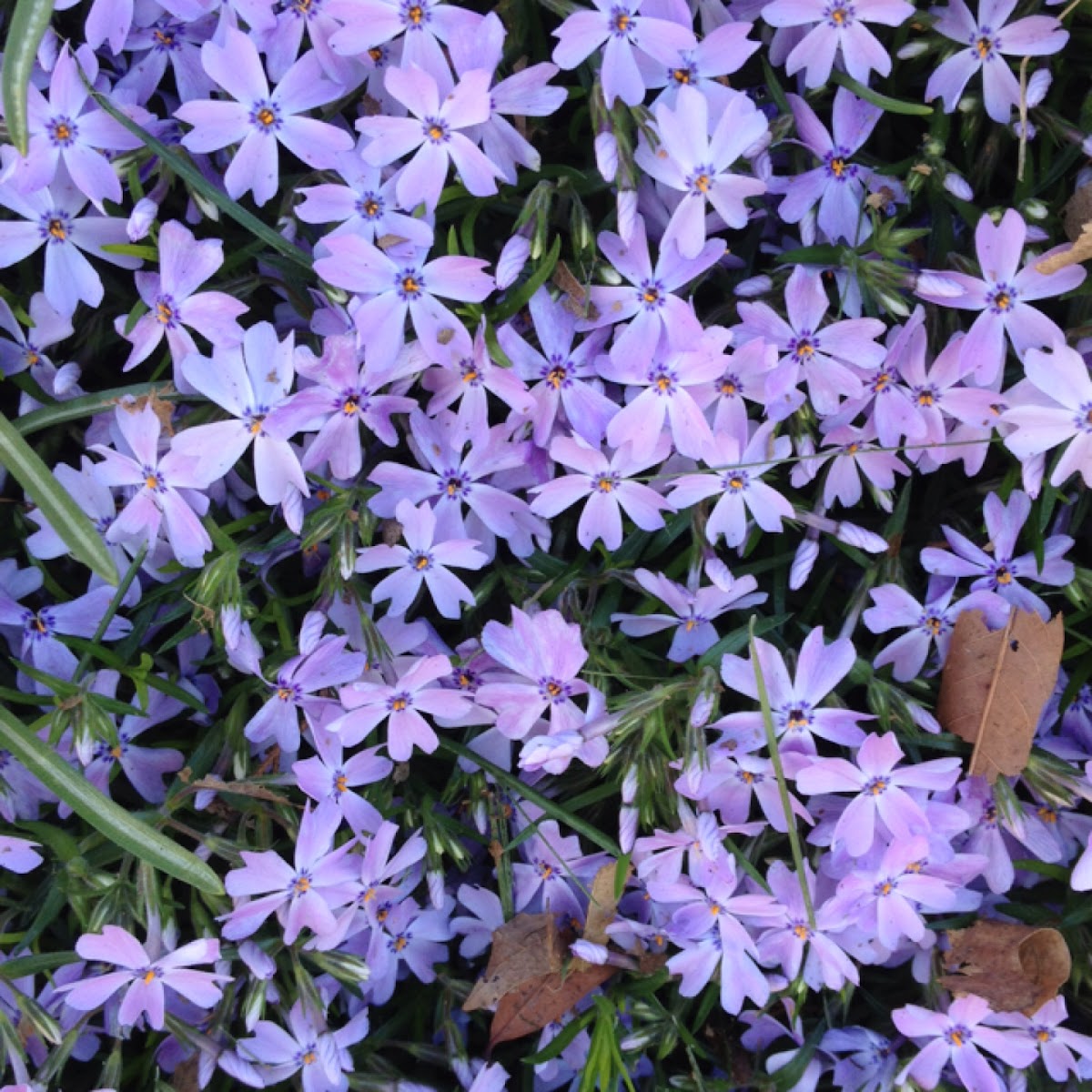 Creeping Phlox