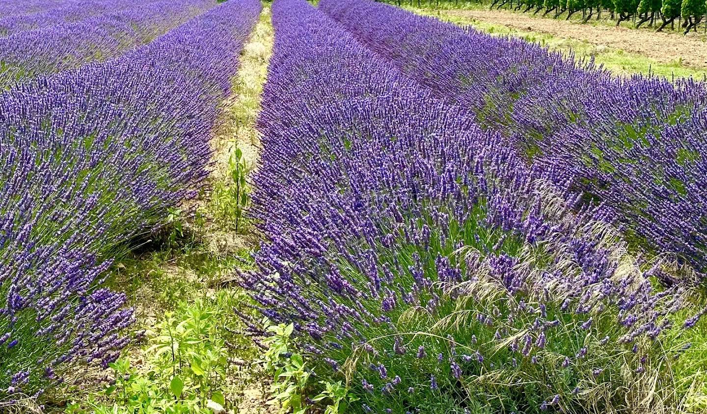 Vineyard Suze-la-Rousse