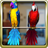 Talking Parrot Couple Free1.6.7