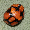 Variable Ladybird 01