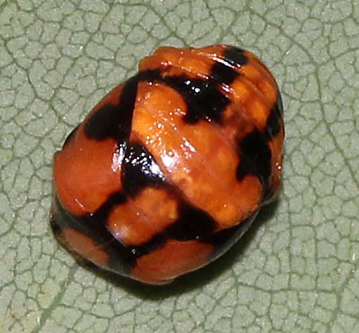 Variable Ladybird 01