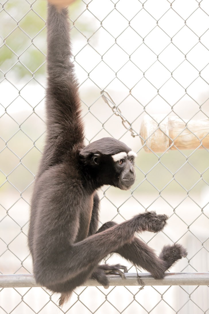 Eastern Hoolock Gibbon.