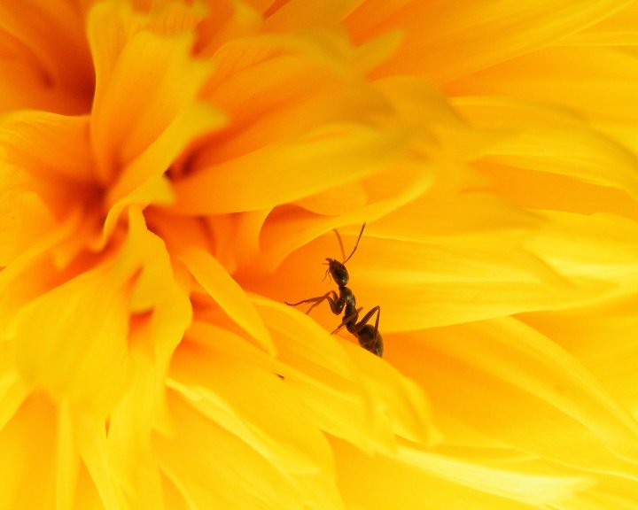 ERA CONVINTA DI CAMMINARE TRA IL SOLE... di adrilamantia