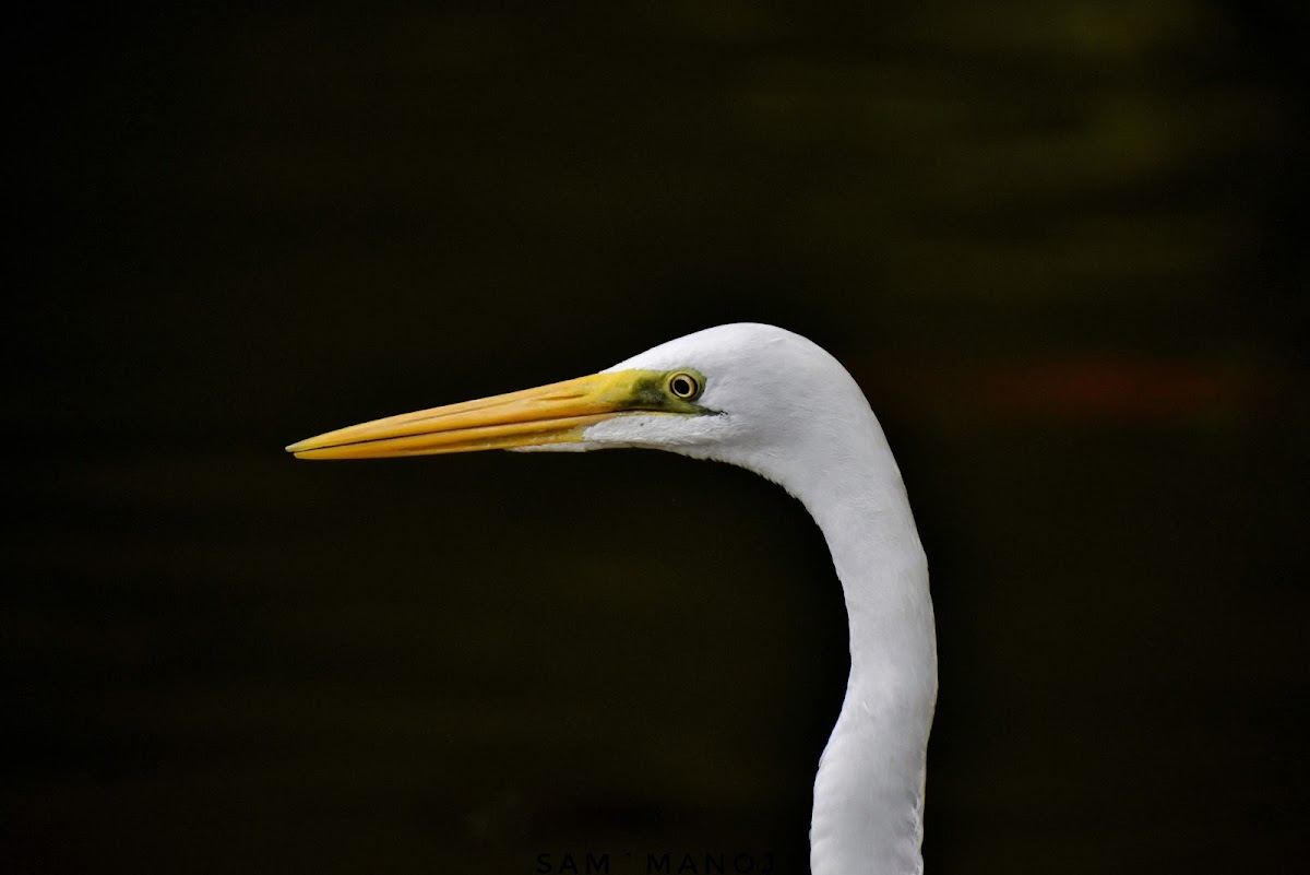 Great Egret / ठुलो सेतो बकुल्ला