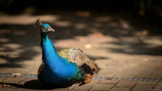 Huwelijksfotograaf Mark Oliver (marko). Foto van 11 oktober 2018