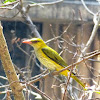 Indian Golden oriole -female